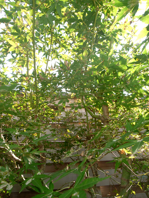 d0141173_114130100.jpg