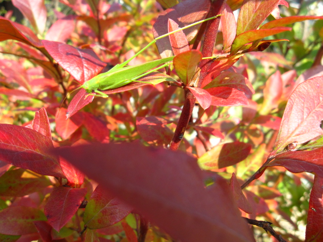 ブルーベリーの紅葉_e0181373_2046178.jpg