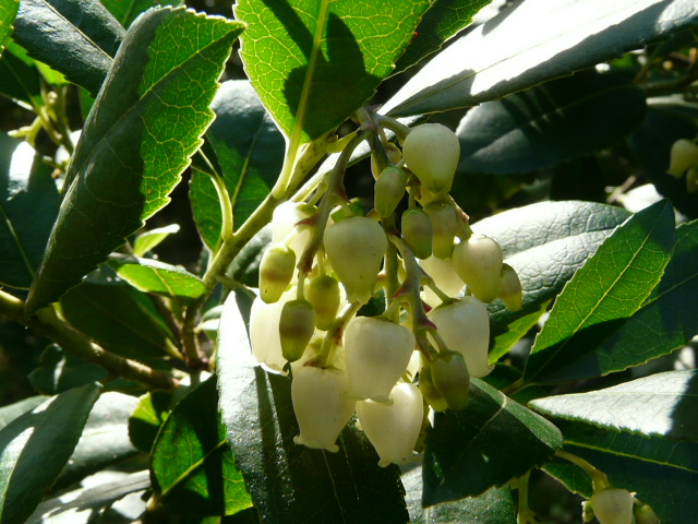 京都府立植物園で見られた花など_e0145782_20311482.jpg