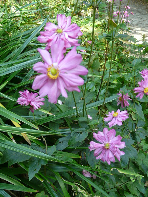 京都府立植物園で見られた花など_e0145782_20325653.jpg