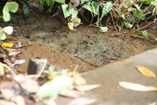 田園調布せせらぎ公園_e0195587_186115.jpg