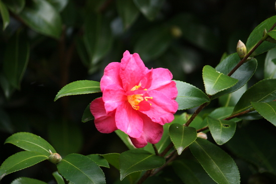 田園調布せせらぎ公園_e0195587_187389.jpg