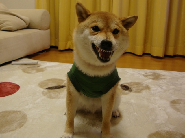 今夜はおめかし!_a0126590_583073.jpg