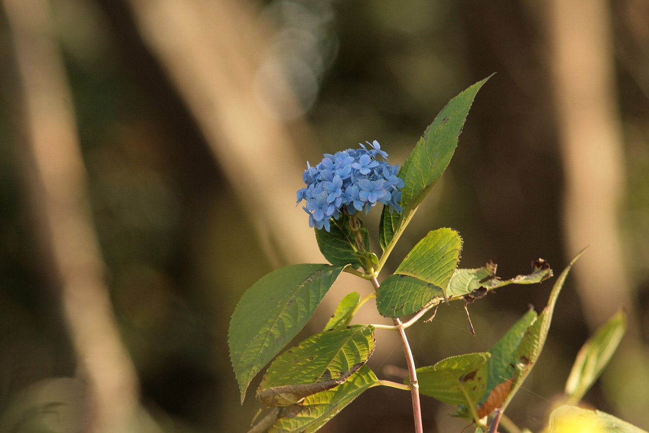 【ルリ男公園周辺の花達（１６）】_e0167295_2265052.jpg