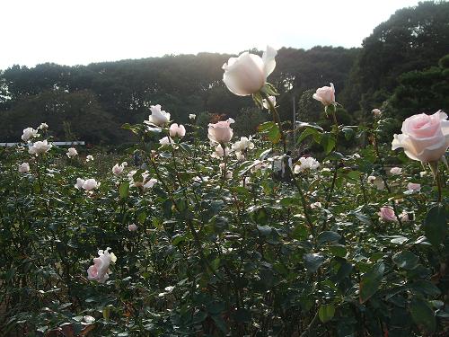f0153998_17395999.jpg