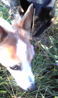 c0203505_10441812.jpg