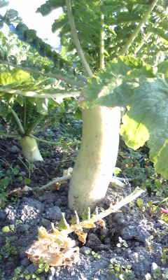 c0203505_10441822.jpg