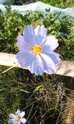c0203505_10441846.jpg