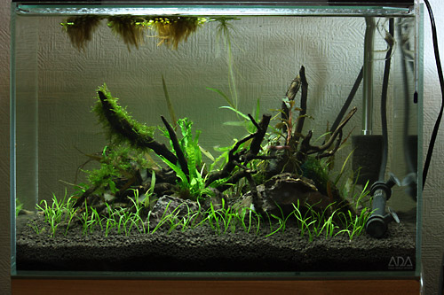 人気ブランド新作豊富 カミハタ ヴォルテス ３個セット 魚用品 水草 Labelians Fr