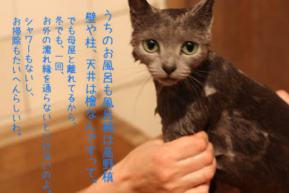 猫が案内する　槙の木と浴室_e0156015_21113657.jpg