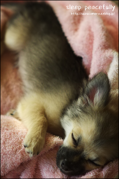 すやすや_f0100215_21251127.jpg