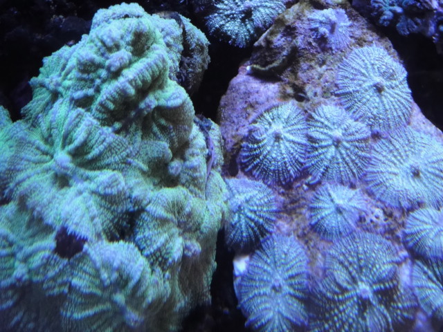 海水魚・サンゴ_f0189122_11353055.jpg