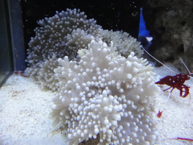 海水魚・サンゴ_f0189122_11354864.jpg