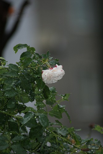 f0170524_11174564.jpg