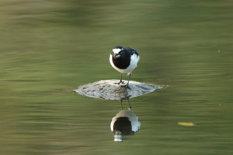 河原の野鳥たち_d0099854_21242084.jpg