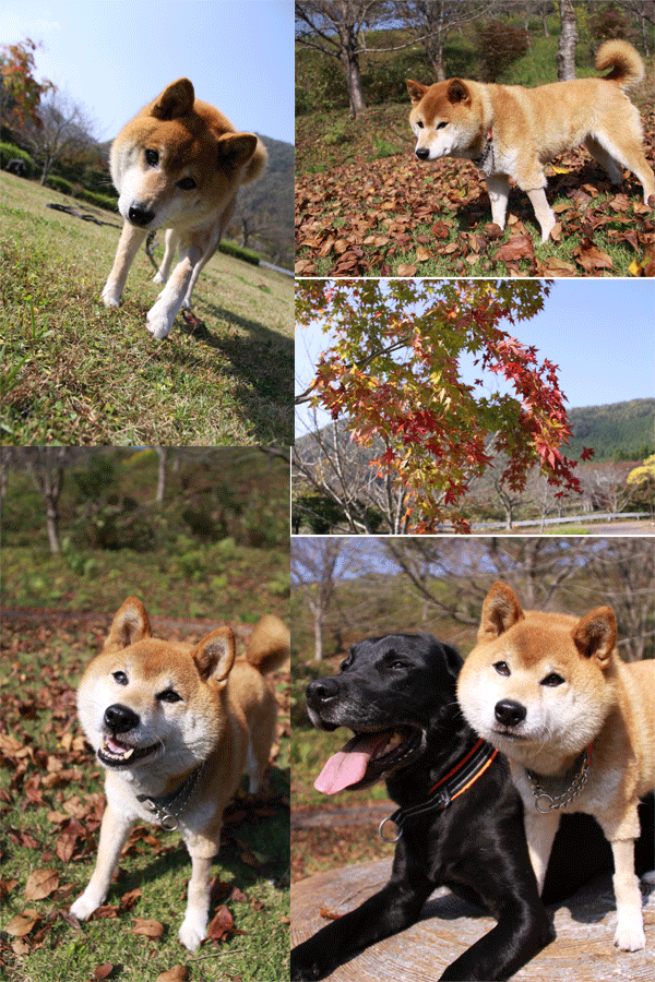 e0149256_10244531.gif