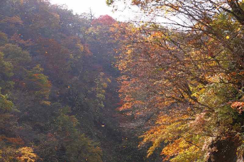 鳴子峡の紅葉1_f0044056_925958.jpg