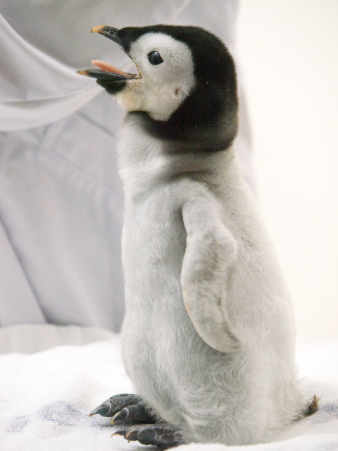 エンペラーペンギンとホッキョクグマの赤ちゃん さして意味なし 面白くもなし