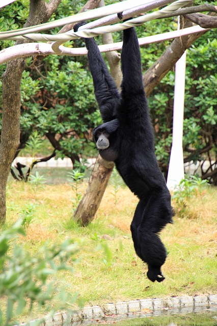 お猿さんたち～～♪千葉市動物公園１_d0152261_7205470.jpg