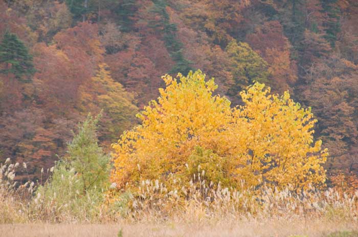 09.11.1「奥裾花の紅葉」_c0085877_544514.jpg