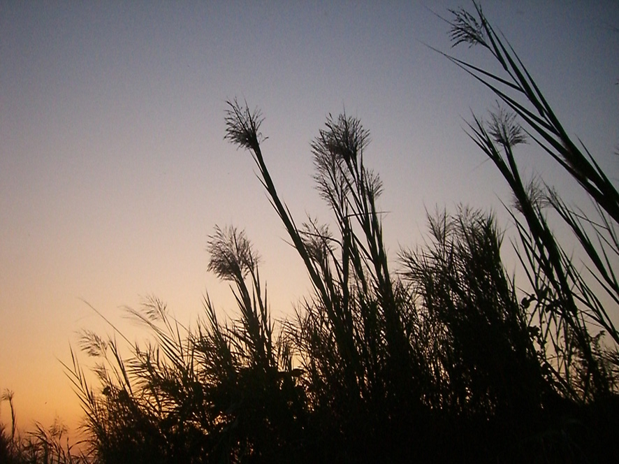 b0162679_114349.jpg