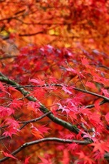 イギリスで 紅葉狩り_a0107981_2435849.jpg