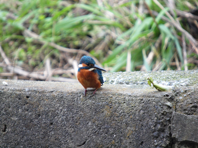 カワセミとカマキリ_f0055184_19495164.jpg