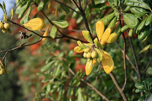 下津井のツメレンゲの花と干しだこ_e0190885_16272328.jpg