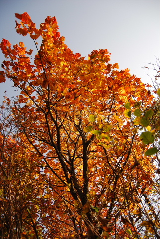 c0156789_2022658.jpg