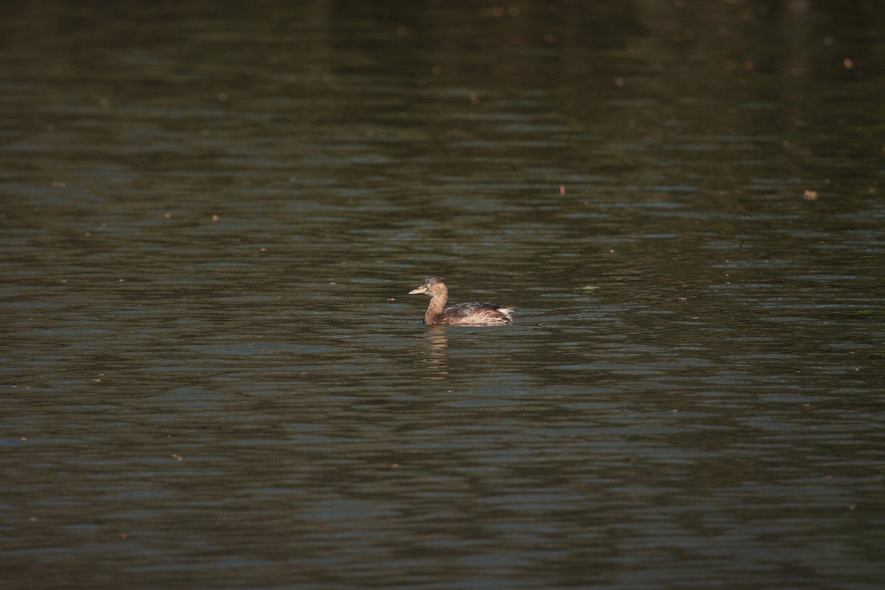 【水元公園の鳥達（１４）】_e0167295_21444398.jpg