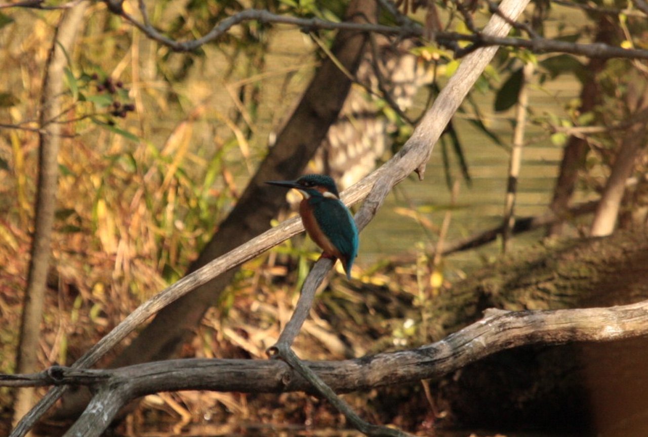 【水元公園の鳥達（１４）】_e0167295_21445246.jpg