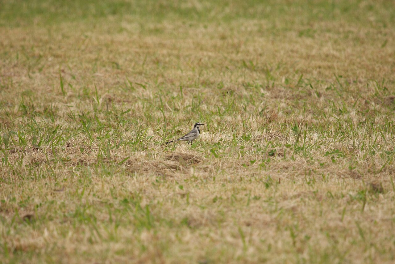 【水元公園の鳥達（１４）】_e0167295_2145441.jpg