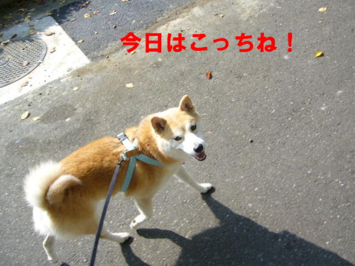 e0131506_130563.jpg