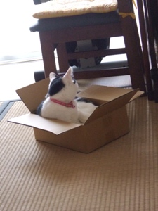 精神年齢が子供な猫 猫と気ままに暮らしたい 精神年齢が子供な猫 猫と気ままに暮らしたい