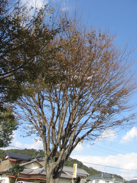 b0093515_725693.jpg