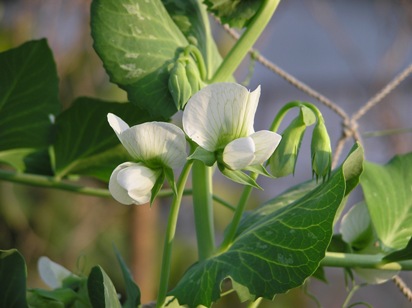 スナップエンドウの花。_b0167815_22134932.jpg