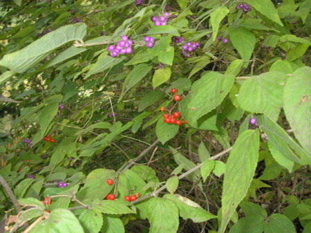 a0048823_2172618.jpg