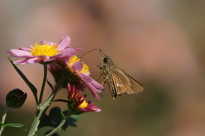 セセリチョウ（と菊）_d0089024_13502540.jpg