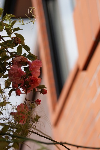 f0170524_1222090.jpg