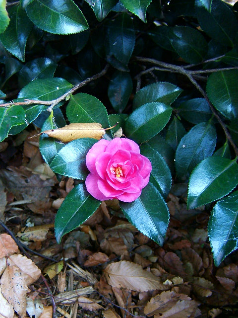 e0089232_1939257.jpg