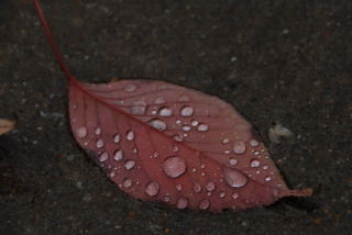 雨の日の贈り物_c0218237_18541962.jpg