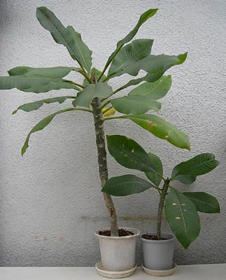 3年目の実生プルメリア Plumeria Blogプルメリアブログ Y S Scape Annex