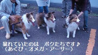 シェルティがいっぱい_e0195743_1104296.jpg
