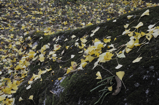 c0093046_7495083.gif