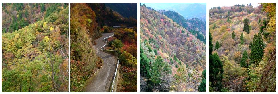 針畑大橋付近の紅葉　　朽木小川・気象台より_d0005250_21563555.jpg