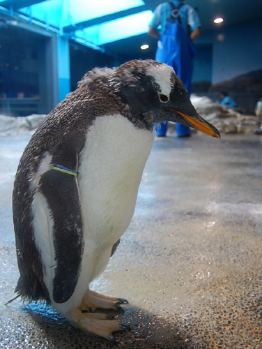 トリチャン長崎味紀行☆　番外編1　長崎ペンギン水族館物語  _f0042255_9325140.jpg