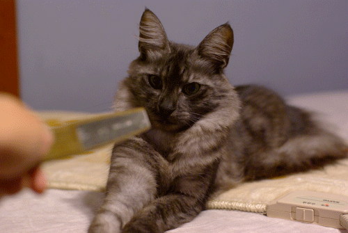 a0067056_028197.gif