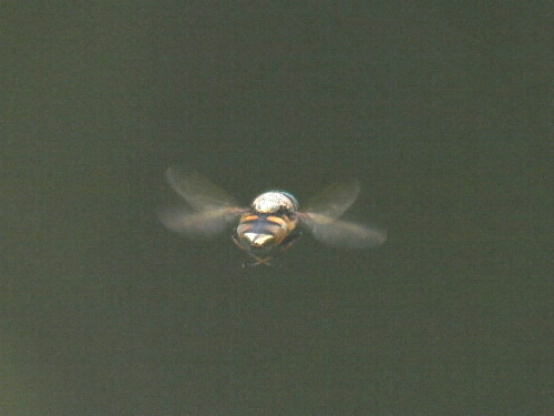 f0208666_15351496.jpg