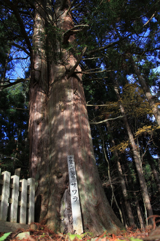 遠野不思議　第八十六話「サワラの古木」_f0075075_953248.jpg