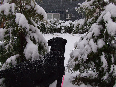 雪が降ったよ_e0160787_8405424.jpg